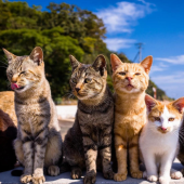 Đảo Mèo Aoshima sẽ không còn mèo